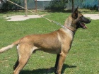 ZADM TATA - BELGICK OVK MALINOIS S PP