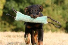 Beauceron - tn prodej 2011