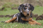 Beauceron - tn prodej 2011