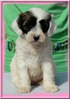 Tibetsky terrier -teniatka s PP