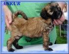 Tibetsky terrier -teniatka s PP