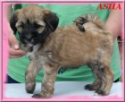 Tibetsky terrier -teniatka s PP