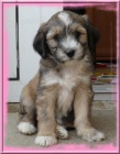 Tibetsky terrier -teniatka s PP