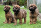 Briard - plav tata