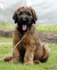 Briard - plav tata