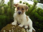 Jack Russell Terrier ttka s PP