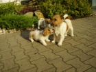 Jack Russell Terrier ttka s PP