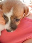 LUXUSN FENEKA JACK RUSSELL TERIER PO PAPROVCH RODICH