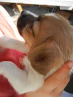 LUXUSN FENEKA JACK RUSSELL TERIER PO PAPROVCH RODICH