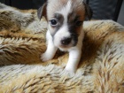 LUXUSN FENEKA JACK RUSSELL TERIER PO PAPROVCH RODICH