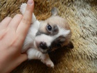 LUXUSN FENEKA JACK RUSSELL TERIER PO PAPROVCH RODICH