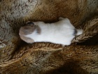 LUXUSN FENEKA JACK RUSSELL TERIER PO PAPROVCH RODICH
