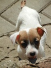 KRSN PEJSEK JACK RUSSELL TERIER, RODIE S PAPRAMA, BICOLORN