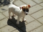 KRSN PEJSEK JACK RUSSELL TERIER, RODIE S PAPRAMA, BICOLORN