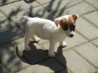 KRSN PEJSEK JACK RUSSELL TERIER, RODIE S PAPRAMA, BICOLORN