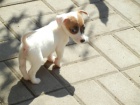 KRSN PEJSEK JACK RUSSELL TERIER, RODIE S PAPRAMA, BICOLORN