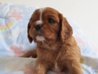 Kavalir King Charles Spanel - Zrzava (Ruby) stenatka