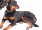 BEAUCERON - tata s PP