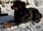 BEAUCERON - tata s PP