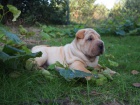 Puppies shar pei