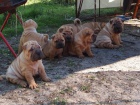 Puppies shar pei