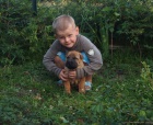 Puppies shar pei