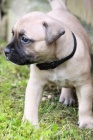 Staffordshire Bullterrier