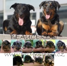 Beauceron tn prodej - francouzsk ovk