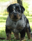 Beauceron tn prodej - francouzsk ovk