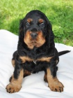 Gordon Setter - amazing puppies!