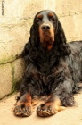 Gordon Setter - amazing puppies!