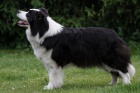 tata border collie ze zahraninho kryt