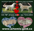 Golden Retriever tata s PP