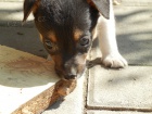 TRICOLORN PEJSEK JACK RUSSELL TERIER PO PAPROVCH RODICH