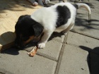 TRICOLORN PEJSEK JACK RUSSELL TERIER PO PAPROVCH RODICH