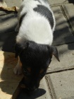 TRICOLORN PEJSEK JACK RUSSELL TERIER PO PAPROVCH RODICH