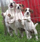 Jack Russell Terier tata s PP