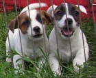 Jack Russell Terier tata s PP