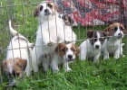 Jack Russell Terier tata s PP