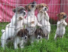 Jack Russell Terier tata s PP