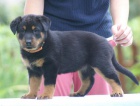 Beauceron tn - zahranin kryt