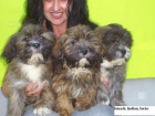 LHASA APSO s PP