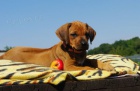 Rhodesian Ridgeback tata s PP