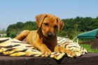 Rhodesian Ridgeback tata s PP