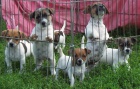 Jack Russell Terier tata s PP