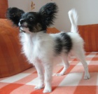 Papillon