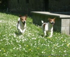 Jack Russel terir