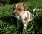 Jack Russel terir