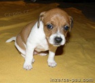 Jack Russel terir