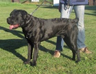 Cane corso - 10ti msn pes